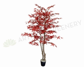 CT004 Red Mape Tree 150 / 180cm sun perennial  