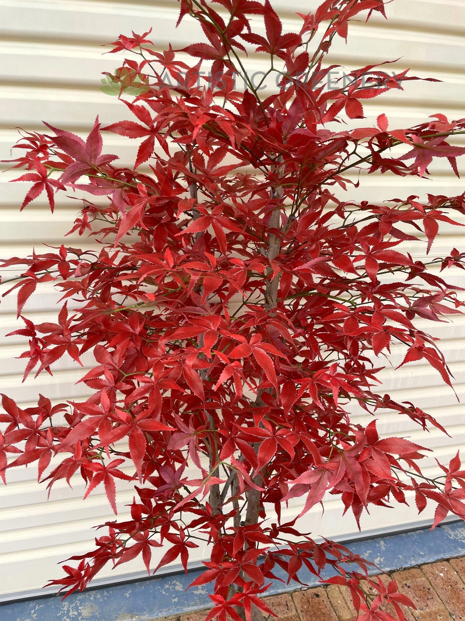 CT004 Red Mape Tree 150 / 180cm
