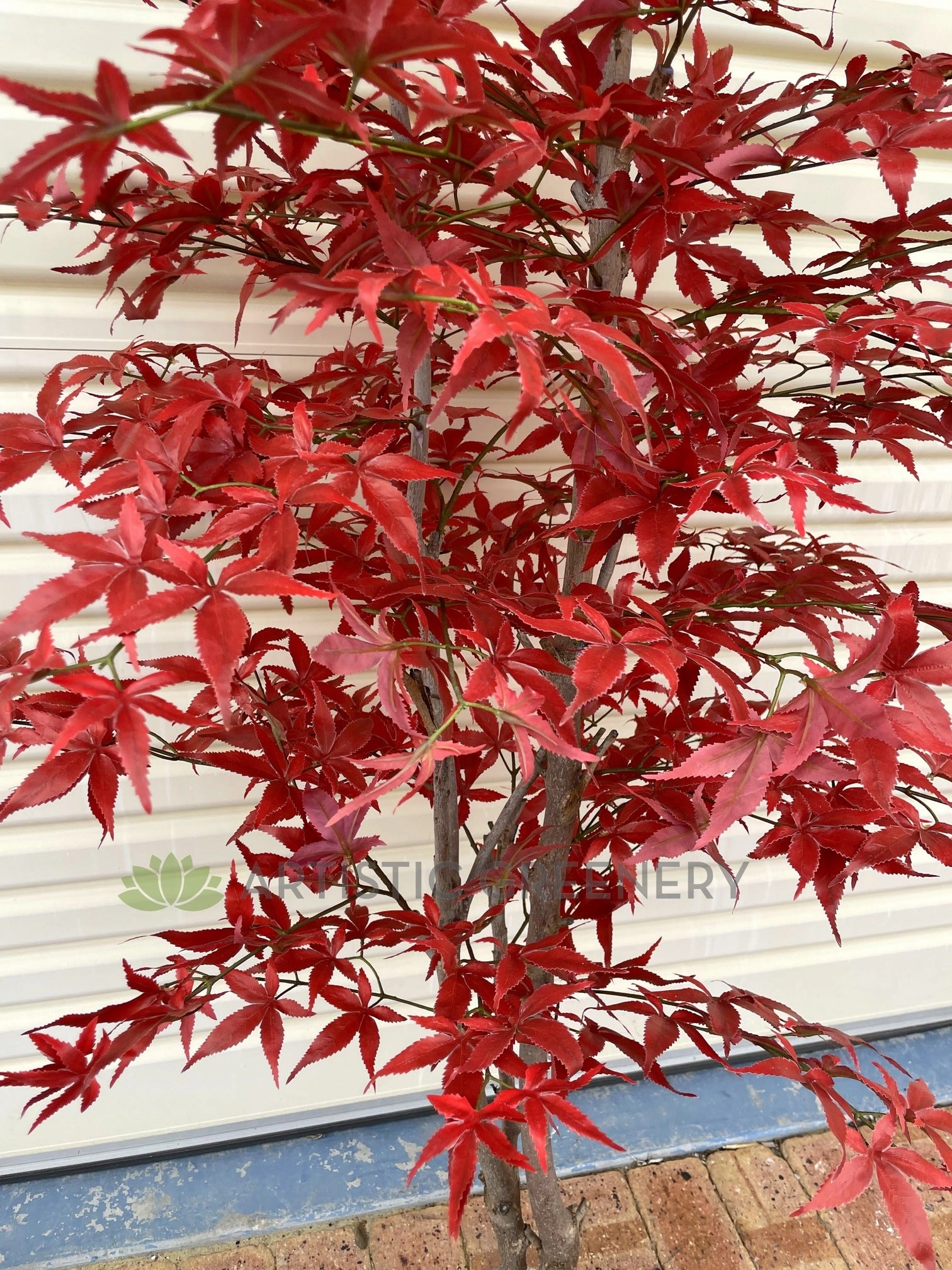 CT004 Red Mape Tree 150 / 180cm
