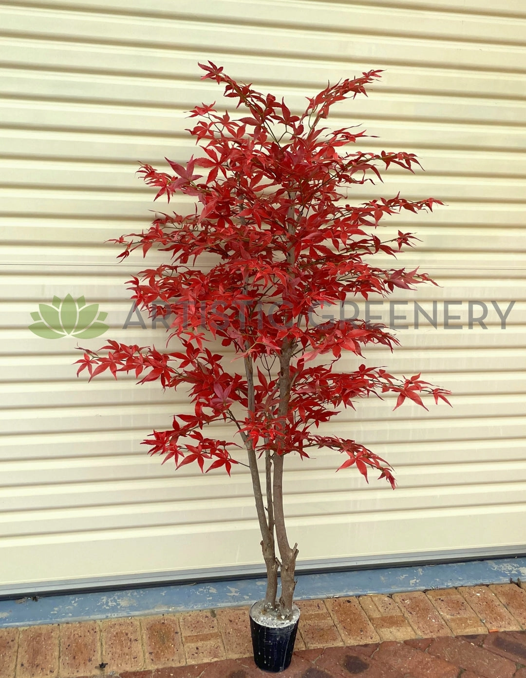 CT004 Red Mape Tree 150 / 180cm