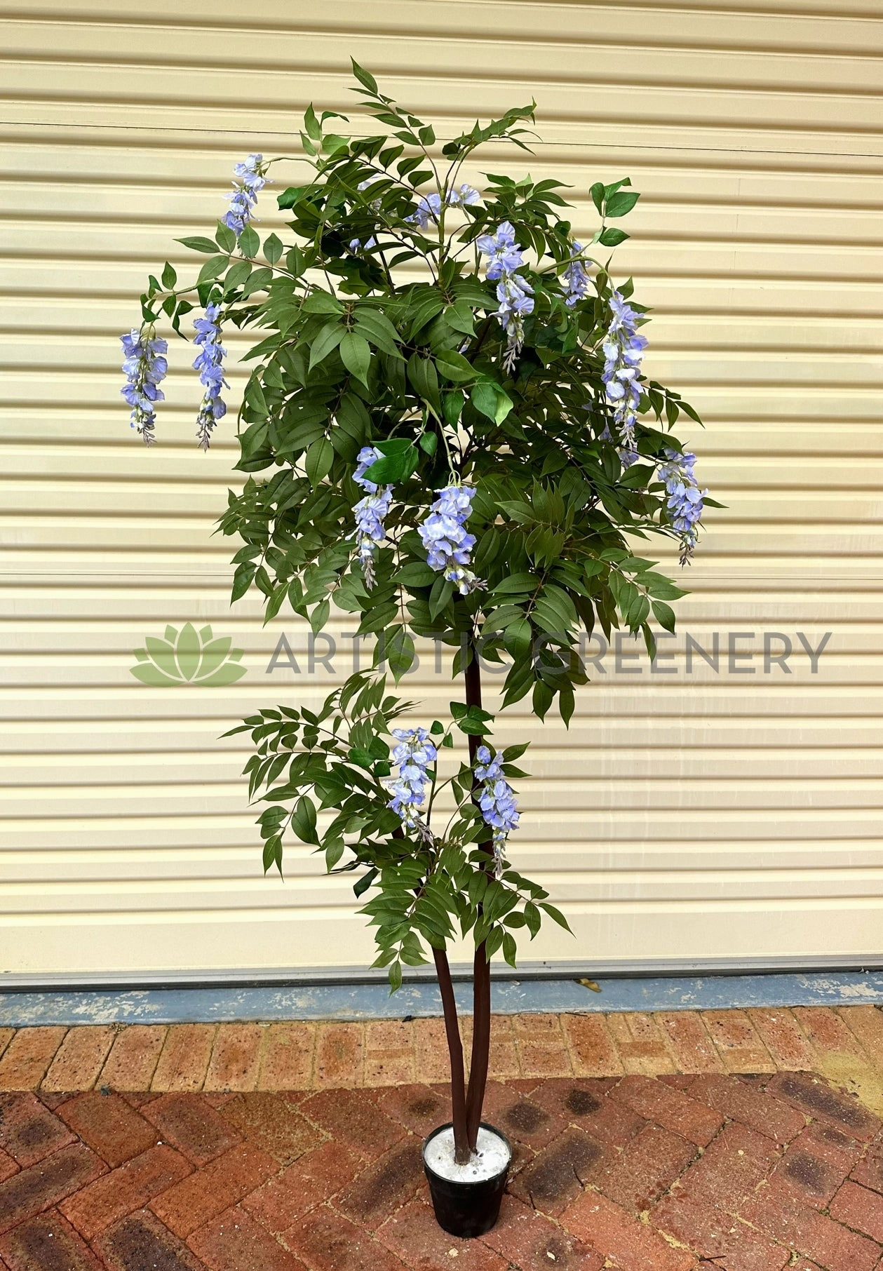 CT006 Wisteria Tree with Purple Flowers 180cm