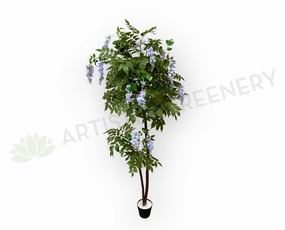 CT006 Wisteria Tree with Purple Flowers 180cm sun perennial  