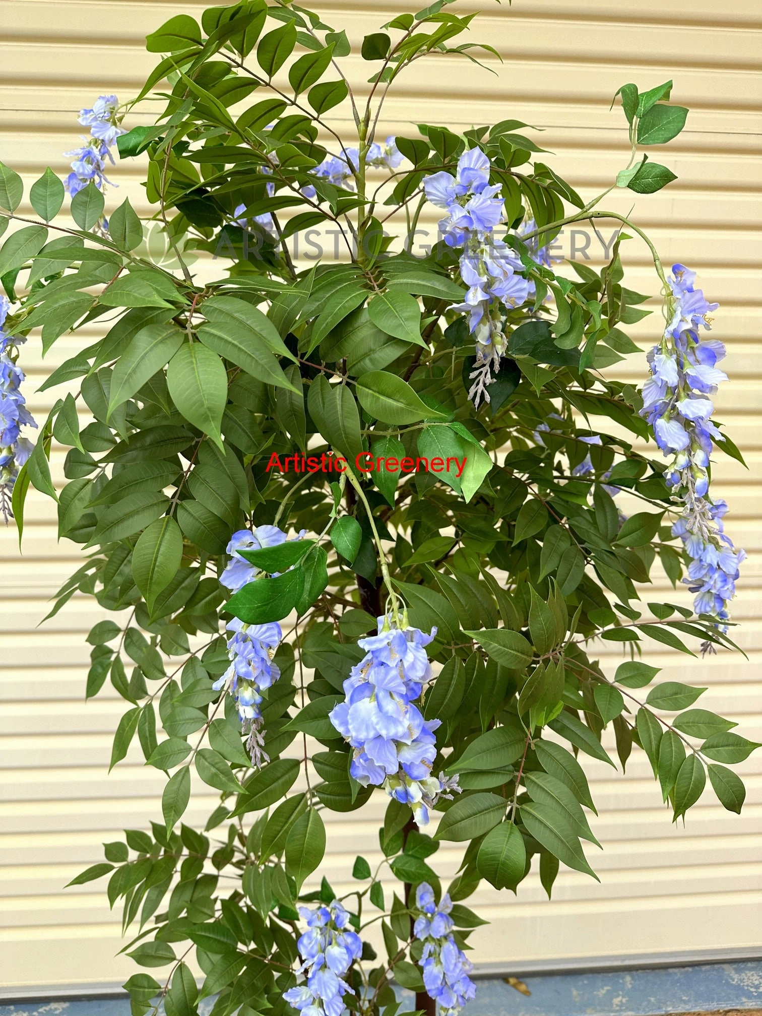 CT006 Wisteria Tree with Purple Flowers 180cm