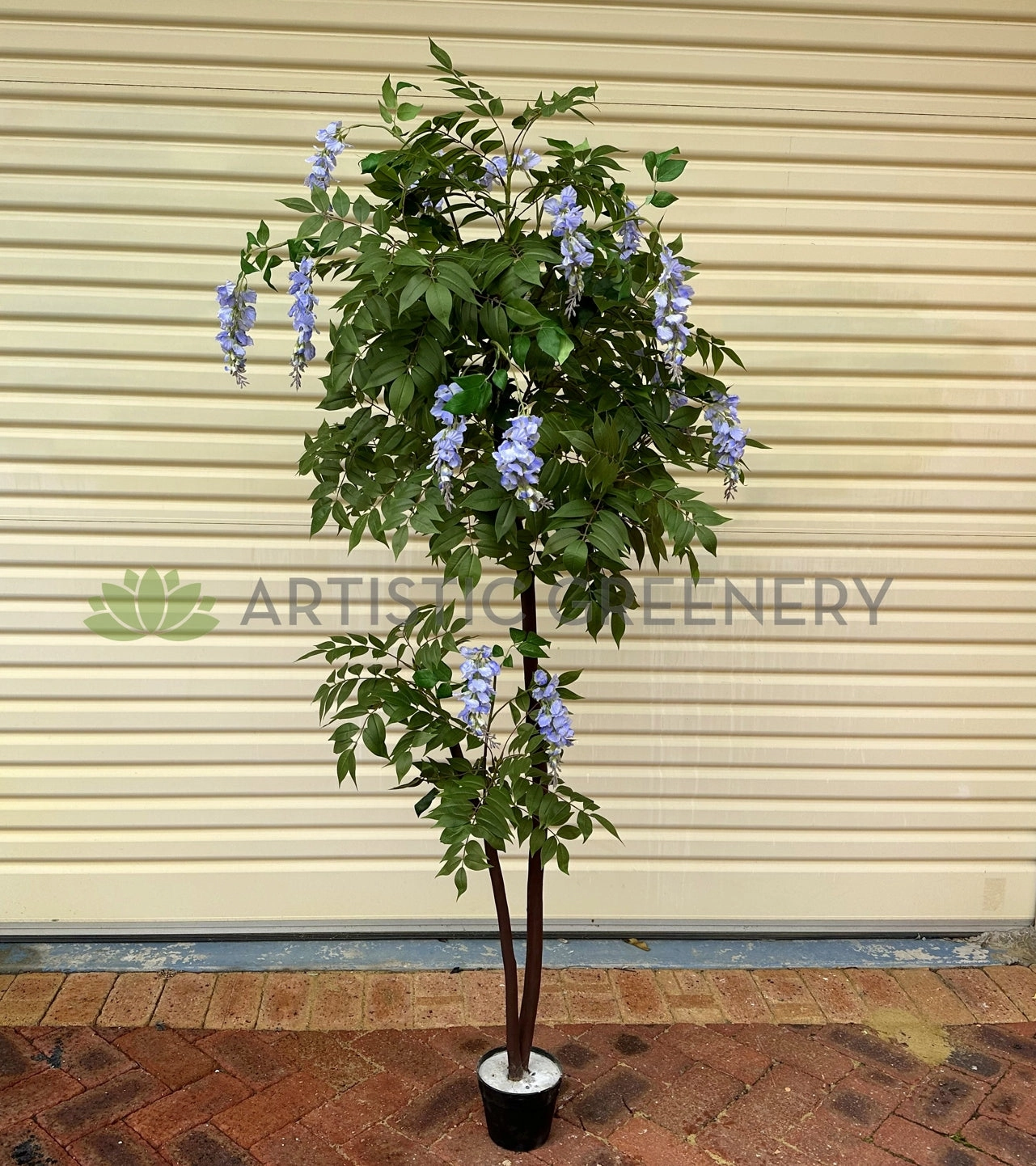 CT006 Wisteria Tree with Purple Flowers 180cm