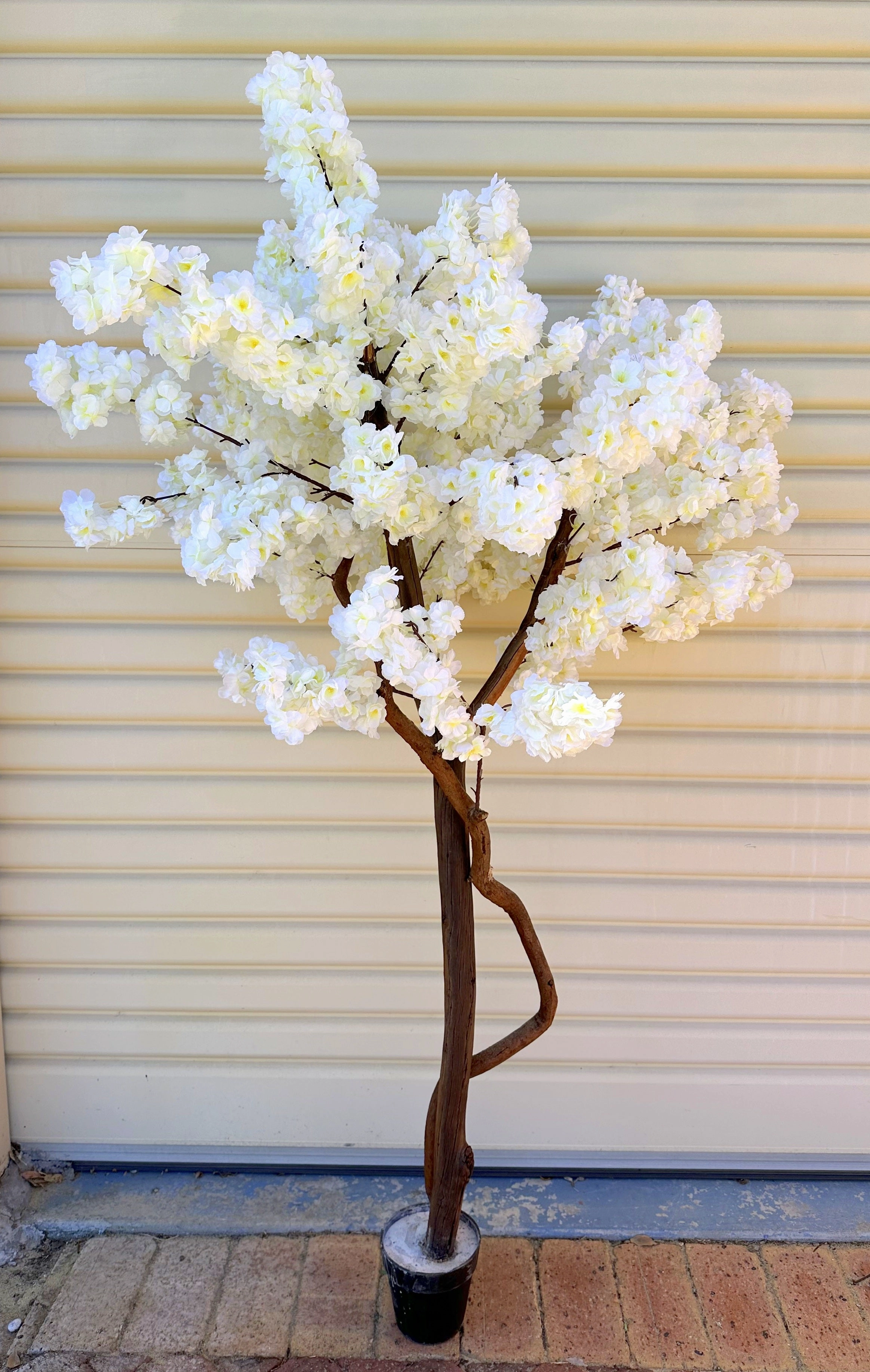 CT007 White Blossom Tree 155cm