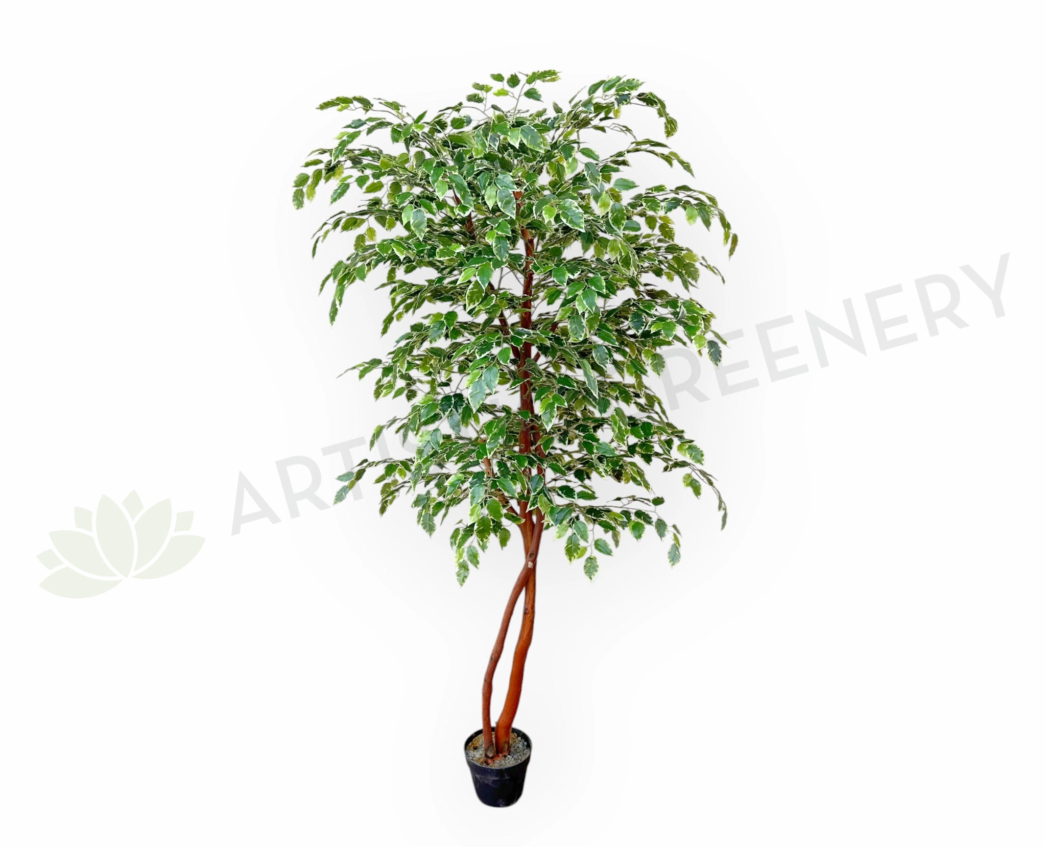 CT008 Variegated Ficus Tree 160cm or 180cm sun perennial  