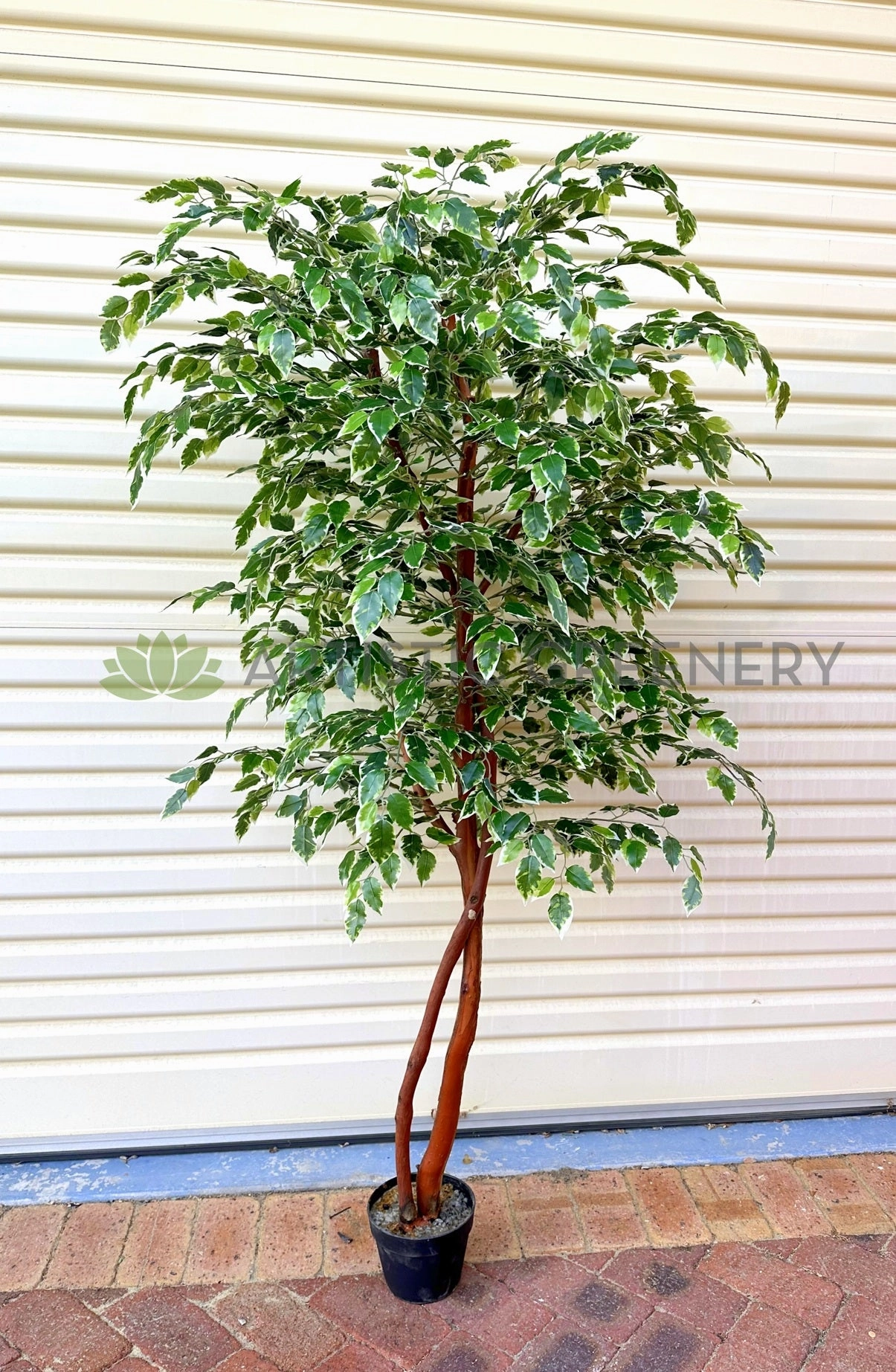 CT008 Variegated Ficus Tree 160cm or 180cm