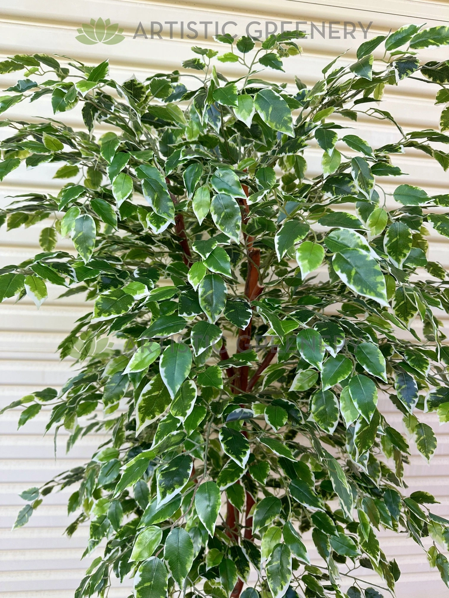 CT008 Variegated Ficus Tree 160cm or 180cm