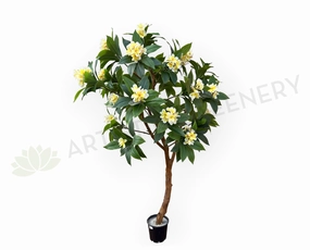 CT009A Frangipani Tree 190cm Tall sun perennial  