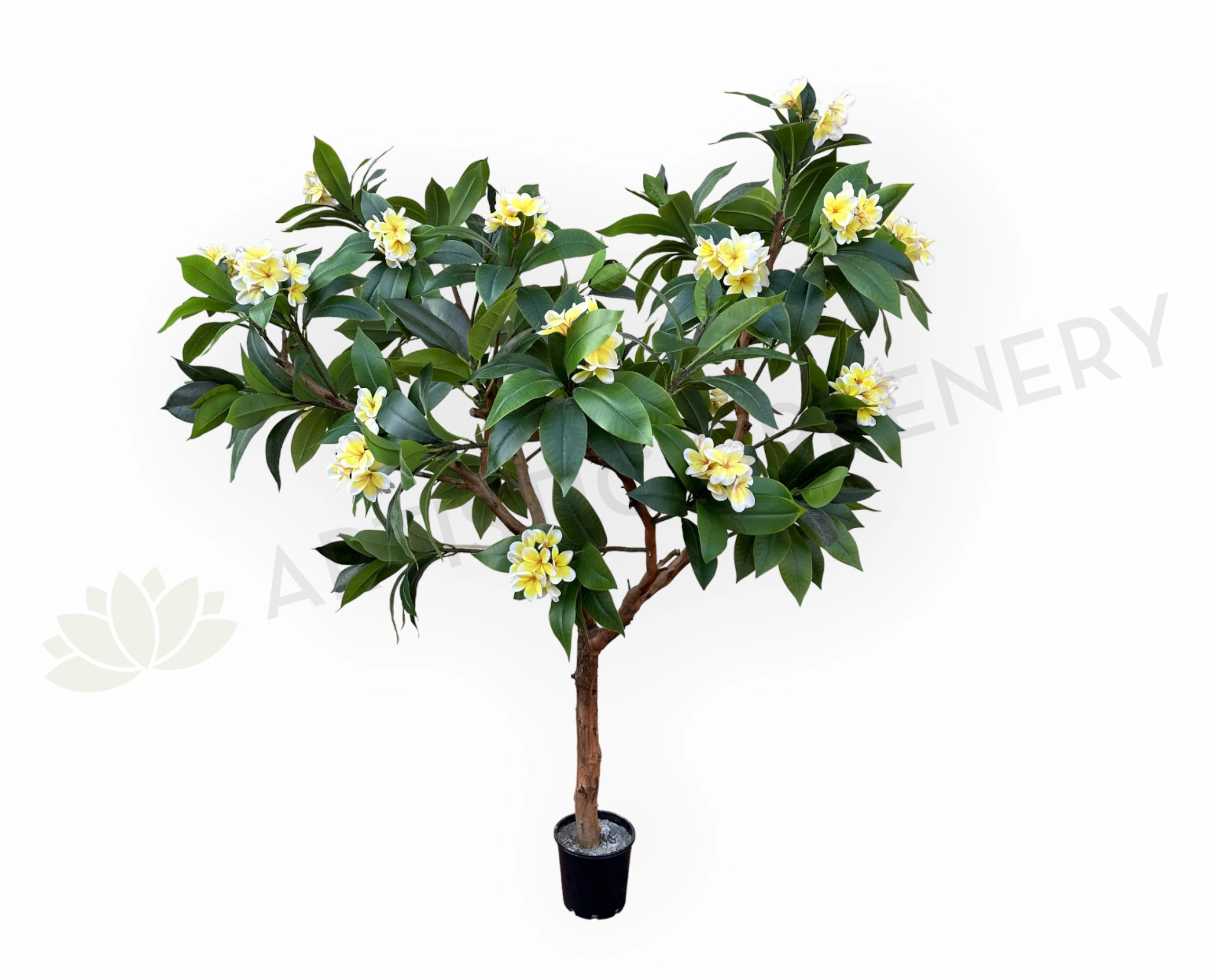 CT009B Frangipani Tree 185cm Tall sun perennial  