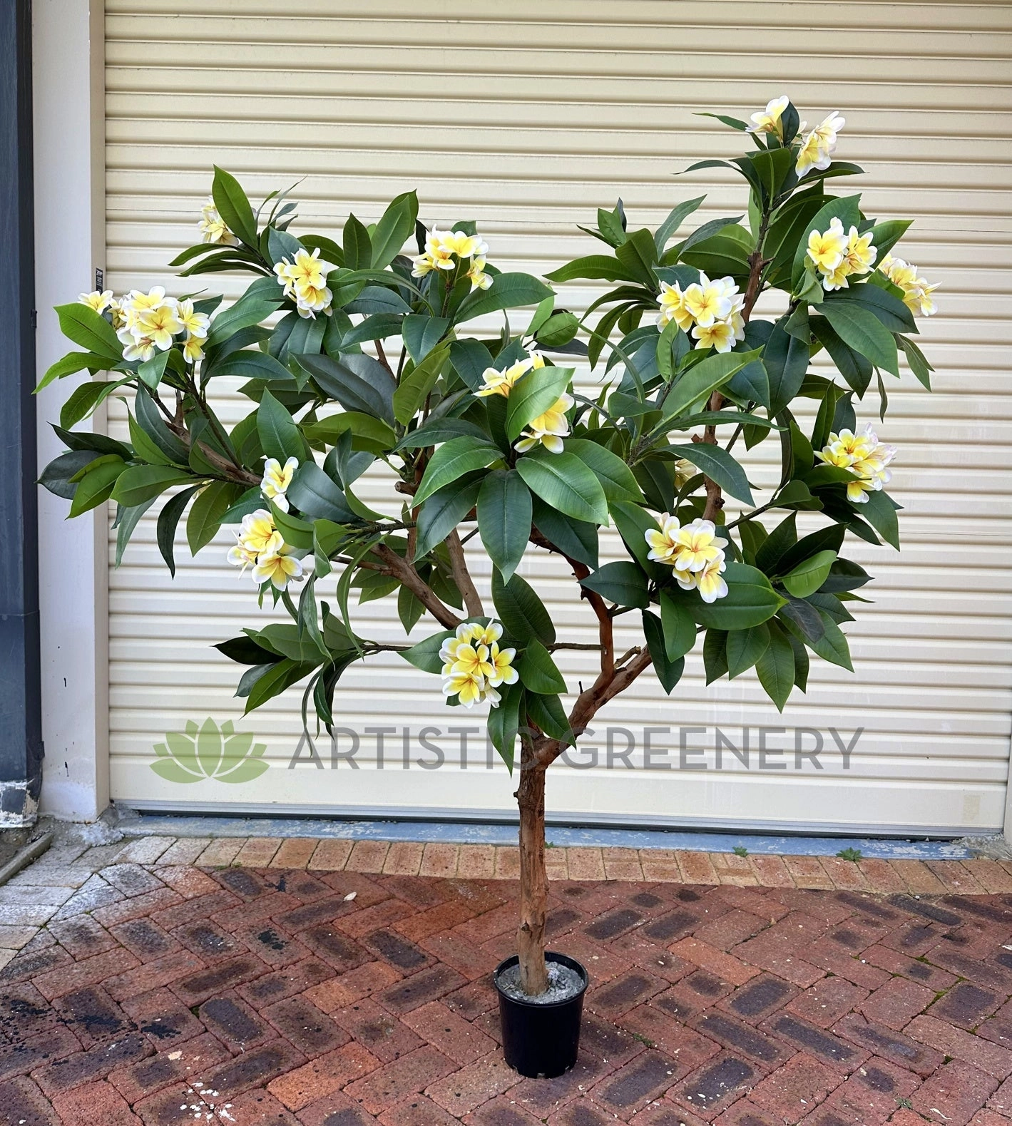 CT009B Frangipani Tree 185cm Tall
