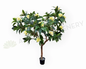 CT009B Frangipani Tree 185cm Tall sun perennial  
