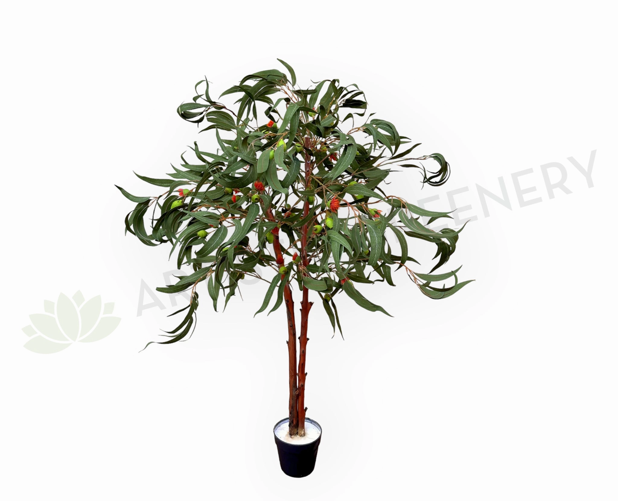 CT011 Gum Blossom Tree 120cm sun perennial  