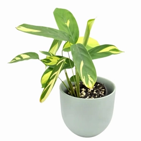 Ctenanthe 'Golden Mozaic' large flower pot  