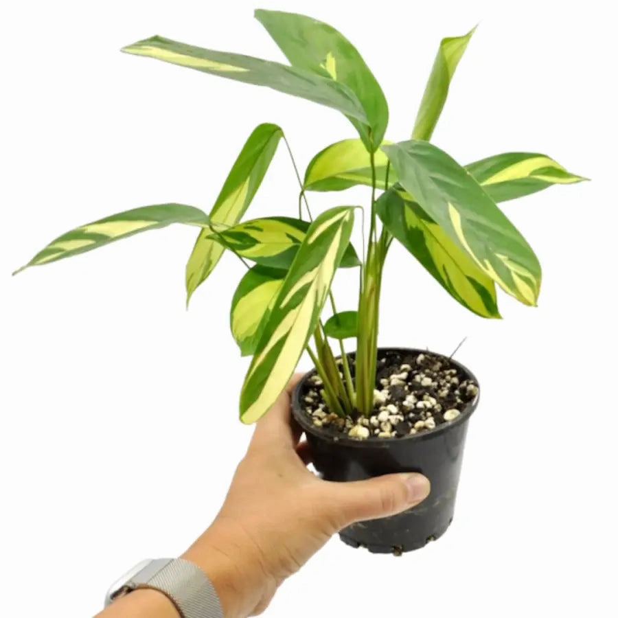 Ctenanthe 'Golden Mozaic'