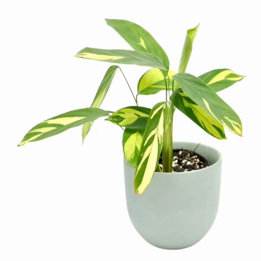 Ctenanthe 'Golden Mozaic'