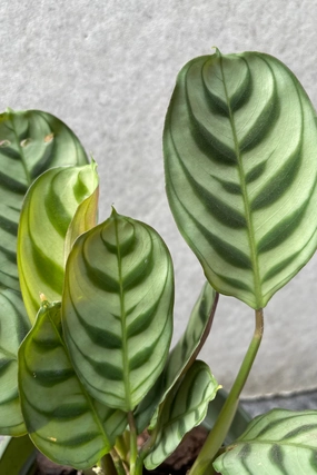 Ctenanthe burle-marxii 4" medium flower pot  
