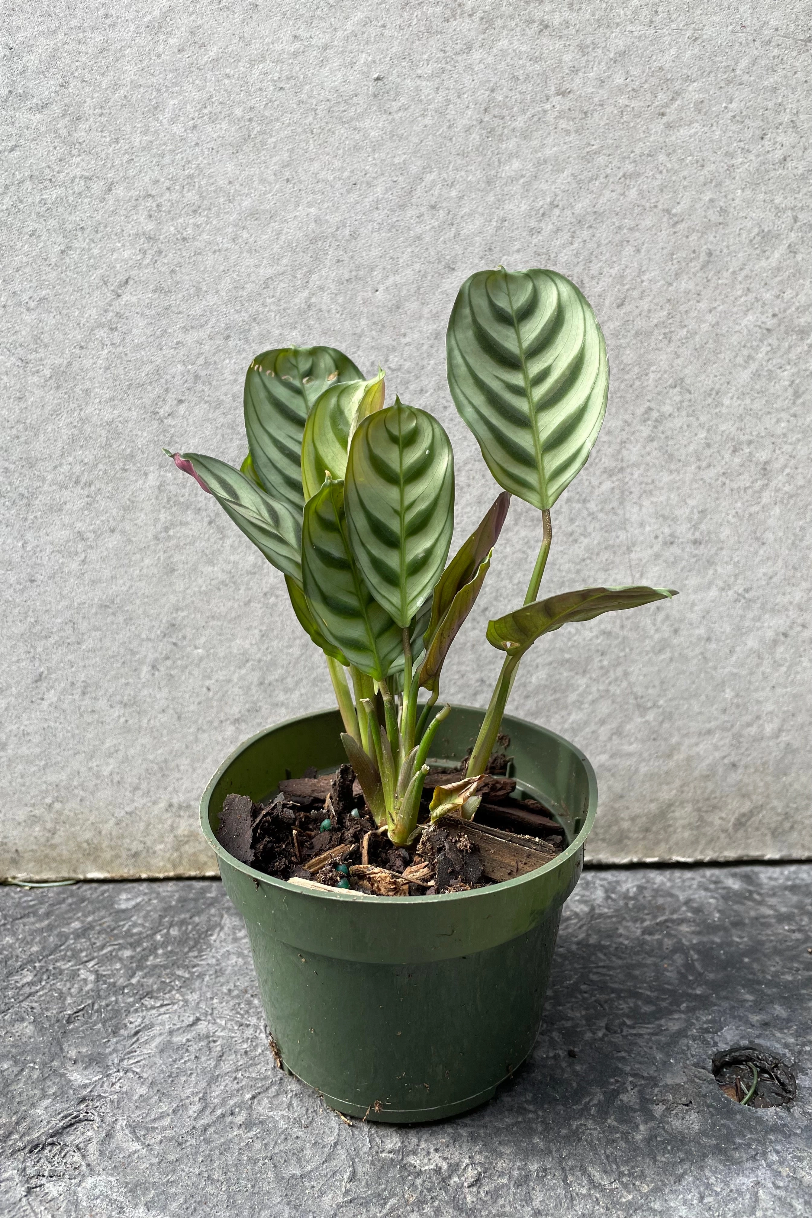 Ctenanthe burle-marxii 4"