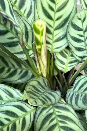 Ctenanthe burle-marxii 6" medium flower pot  