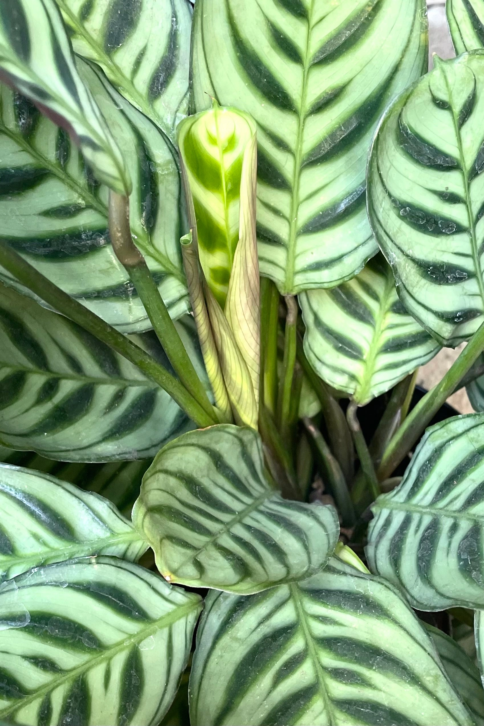 Ctenanthe burle-marxii 6" medium flower pot  