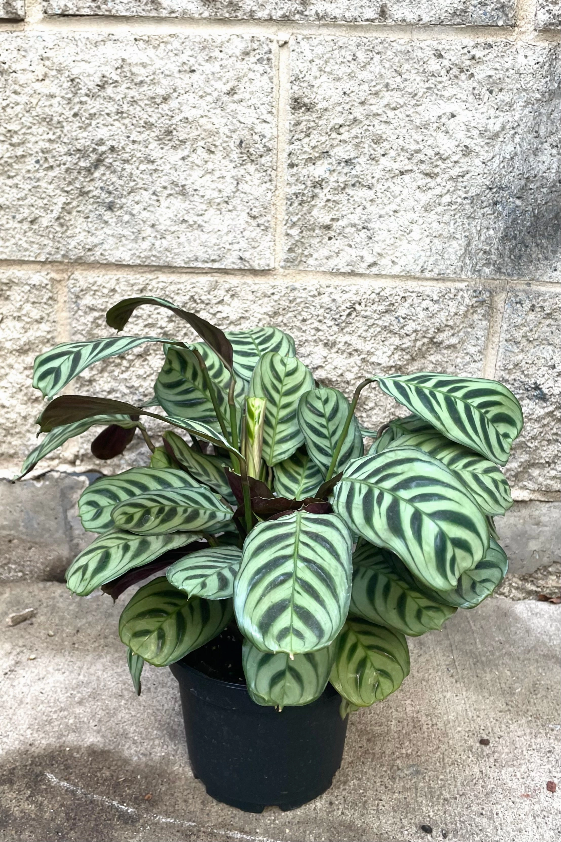 Ctenanthe burle-marxii 6"
