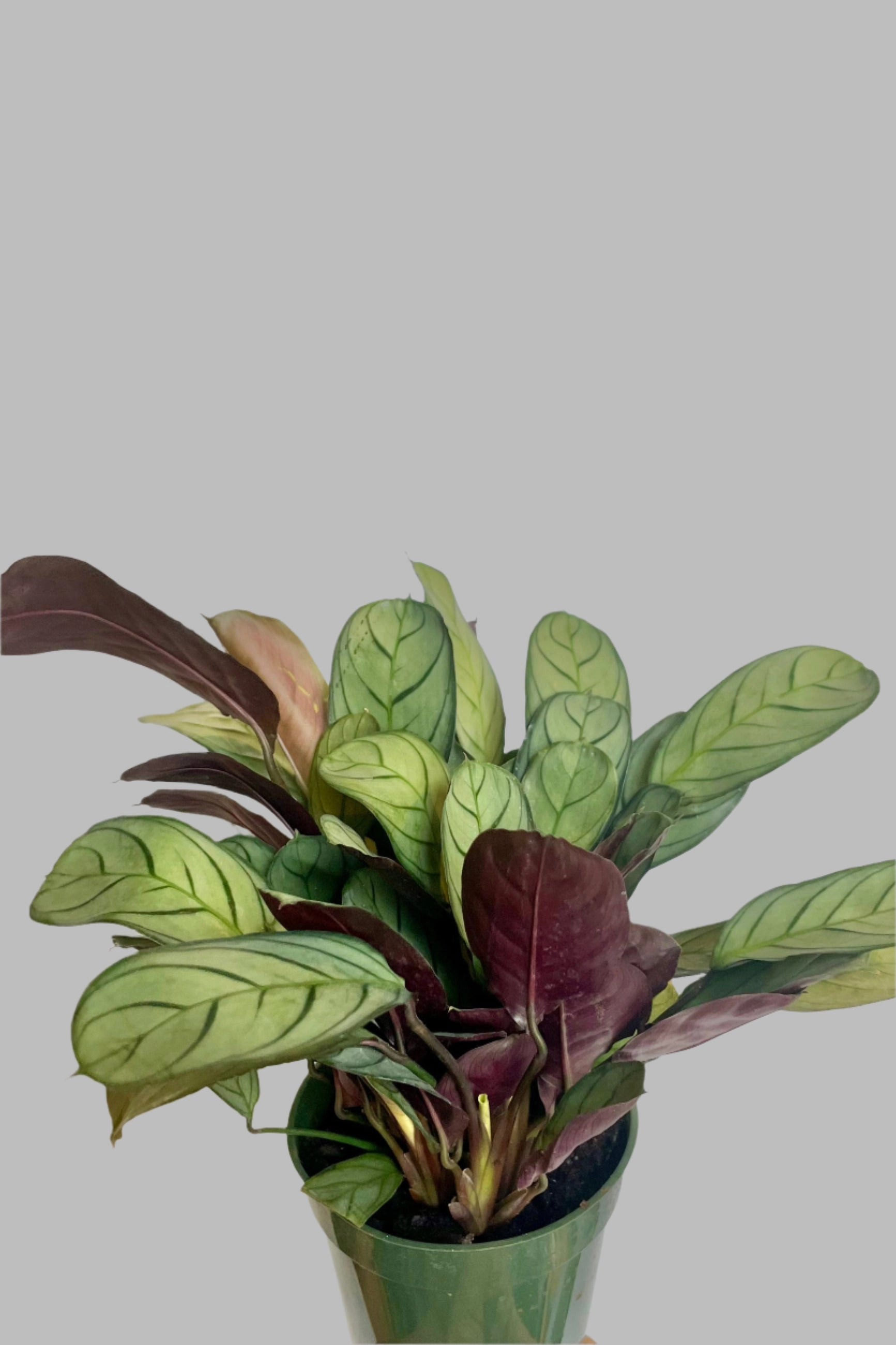 Ctenanthe burle-marxii 'Amagris' 4"