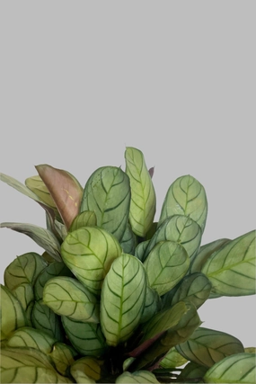 Ctenanthe burle-marxii 'Amagris' 4" medium flower pot  
