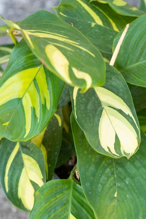 Ctenanthe lubbersiana 10" medium flower pot  