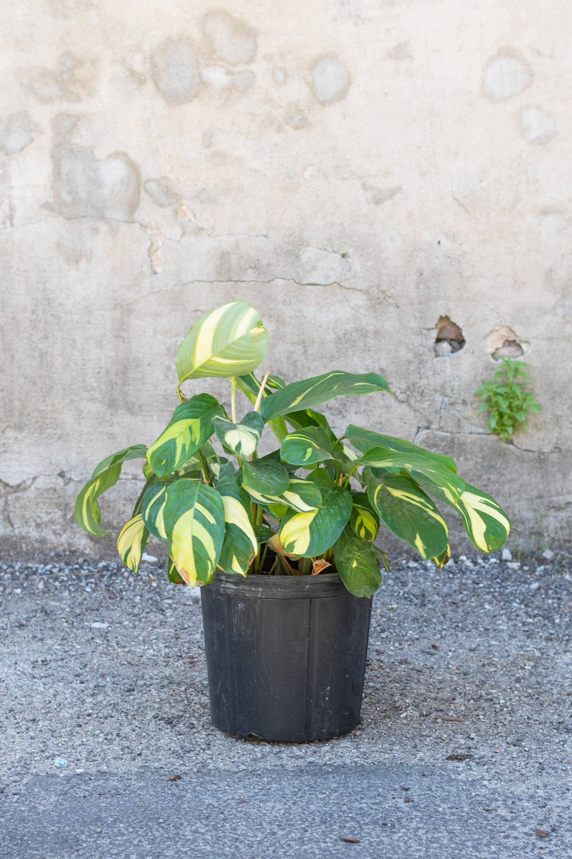 Ctenanthe lubbersiana 10"