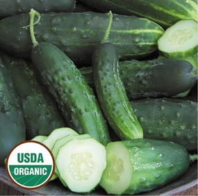 Cucumber, Early Fortune Organic Seeds small flower pot  
