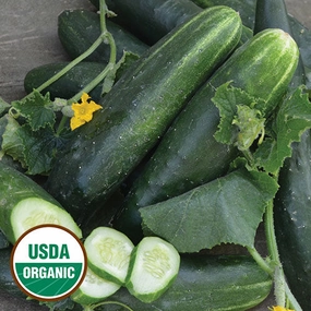 Cucumber, Japanese Climbing Organic Seeds small flower pot  