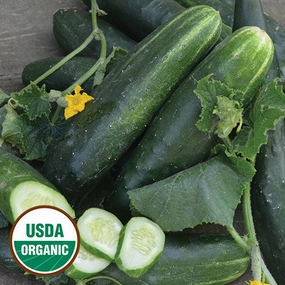 Cucumber, Japanese Climbing Organic Seeds floating plant shelf  