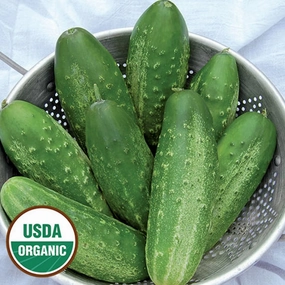 Cucumber, Russian Pickling Organic Seeds small flower pot  