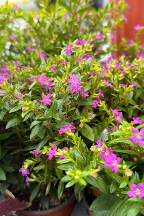 Cuphea Floriglory (assorted) 4.5" decorative flowerpot  