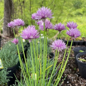Curly Chives | Allium senescens 'Glaucum' traditional flower vase  