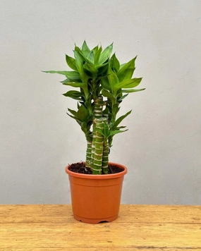 Cut Leaf Bamboo Plant medium flower pot  