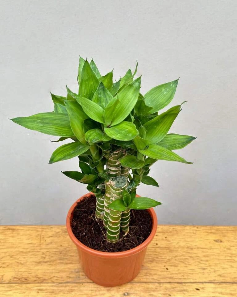 Cut Leaf Bamboo Plant