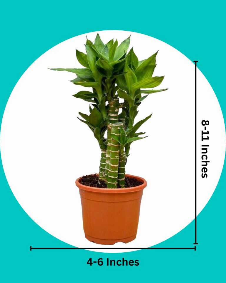 Cut Leaf Bamboo Plant