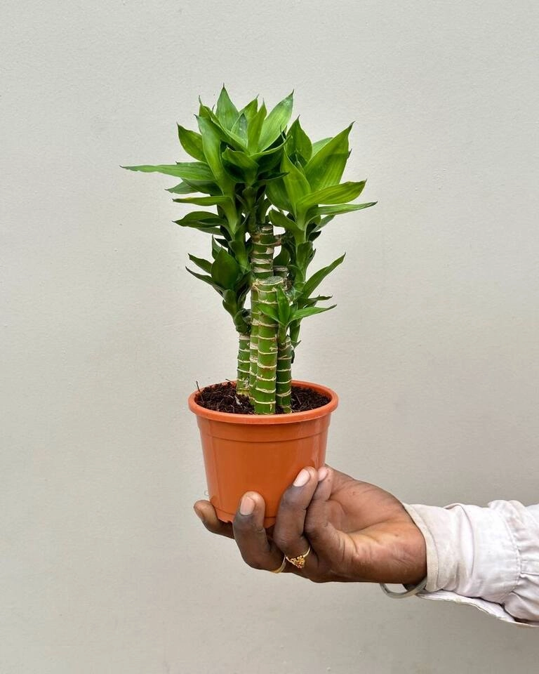 Cut Leaf Bamboo Plant