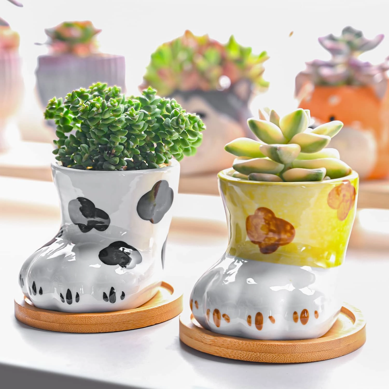 Cute Cat Paw Succulent Planters mini ornamental plant  