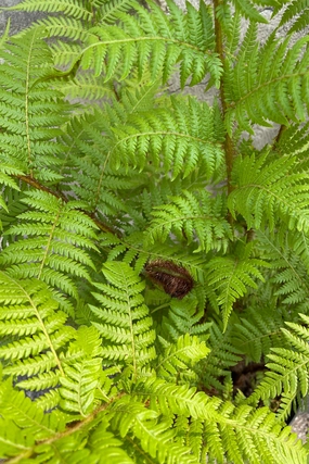 Cyathea cooperi "Australian Tree Fern" 10" medium flower pot  