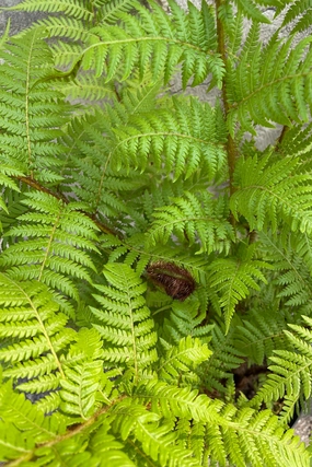 Cyathea cooperi "Australian Tree Fern" 8" medium flower pot  