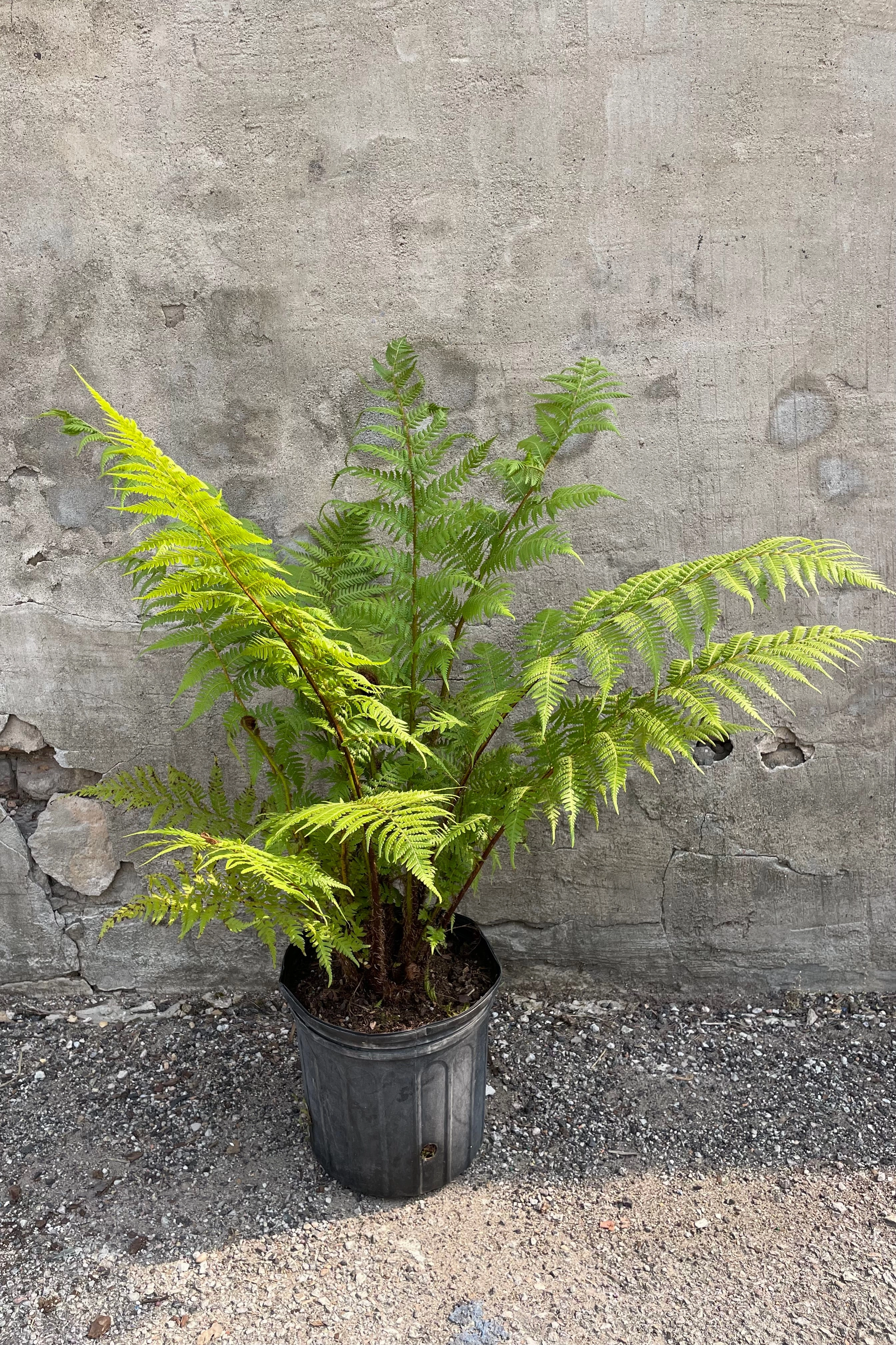 Cyathea cooperi "Australian Tree Fern" 8"