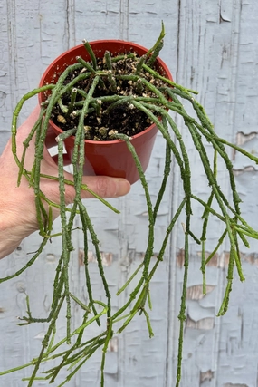 Cynanchum marnierianum 4" medium flower pot  