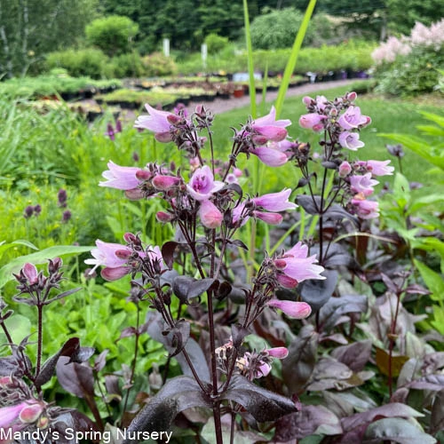 Dakota Burgundy Bearded Tongue |  Penstemon digitalis single layer plant shelf  