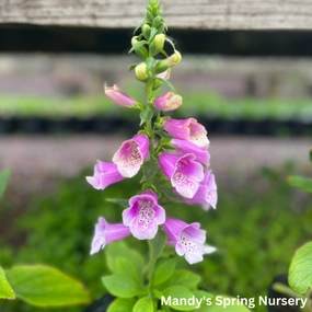 Dalmation Rose Foxglove | Digitalis purpurea traditional flower vase  