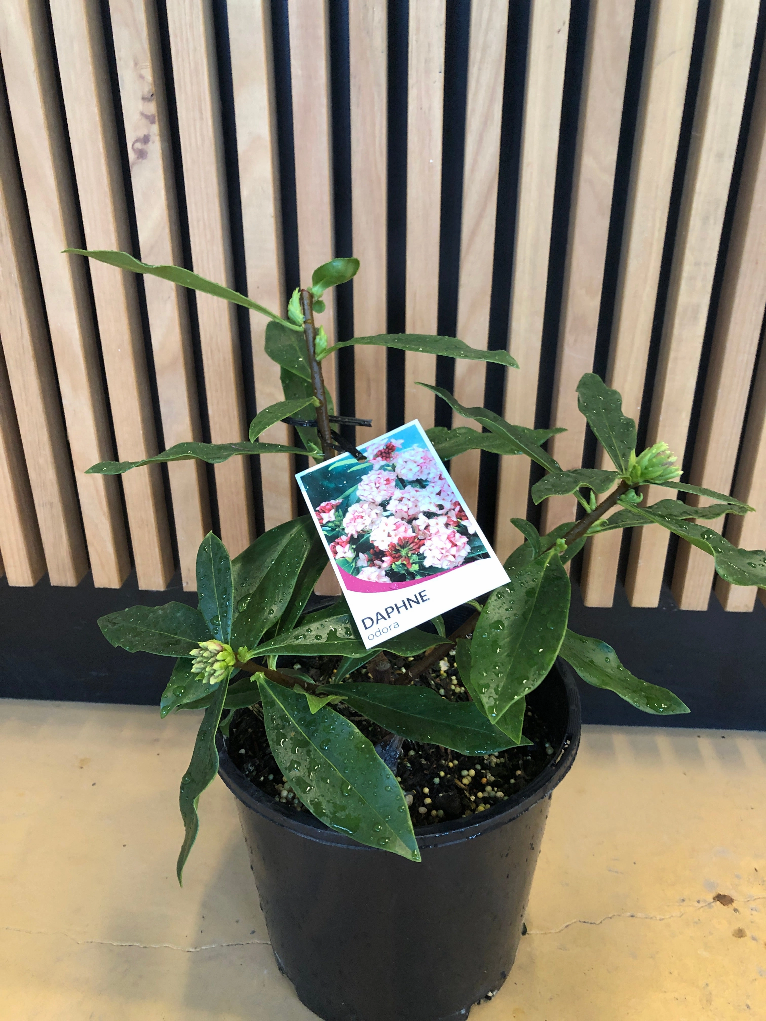 Daphne odora 'Pink'