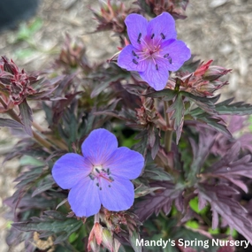 Dark Reiter Meadow Cranesbill Geranium | Geranium pratense traditional flower vase  