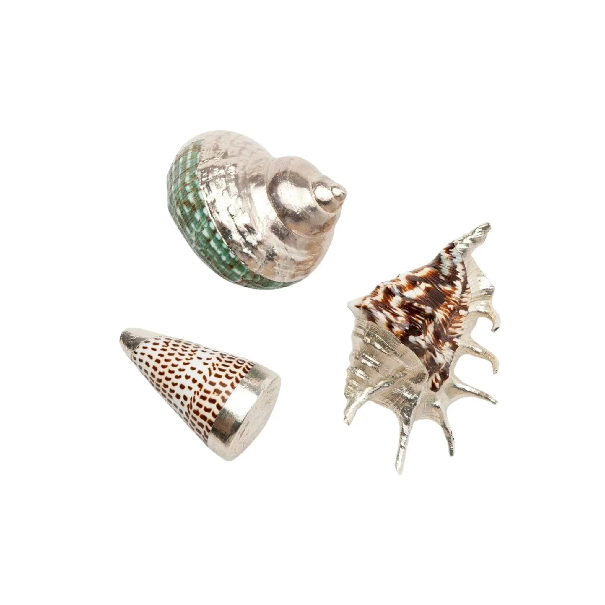 Decorative Assortment of Mixed Shells dried flowers  
