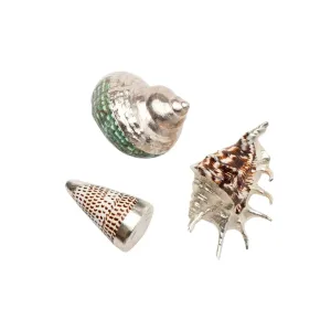 Decorative Assortment of Mixed Shells dried flowers  